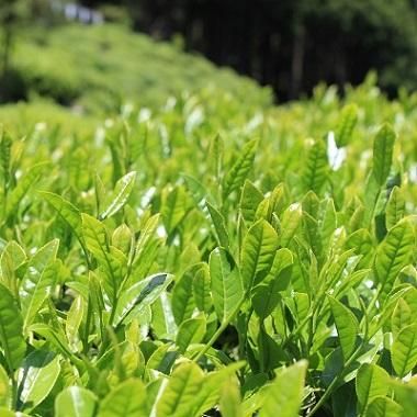 近江赤ちゃん番茶 300g 春番茶 - 中川誠盛堂茶舗