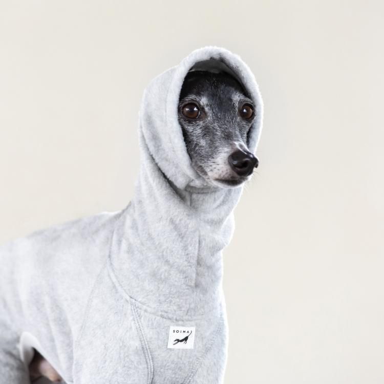 USHH_Italiangreyhound