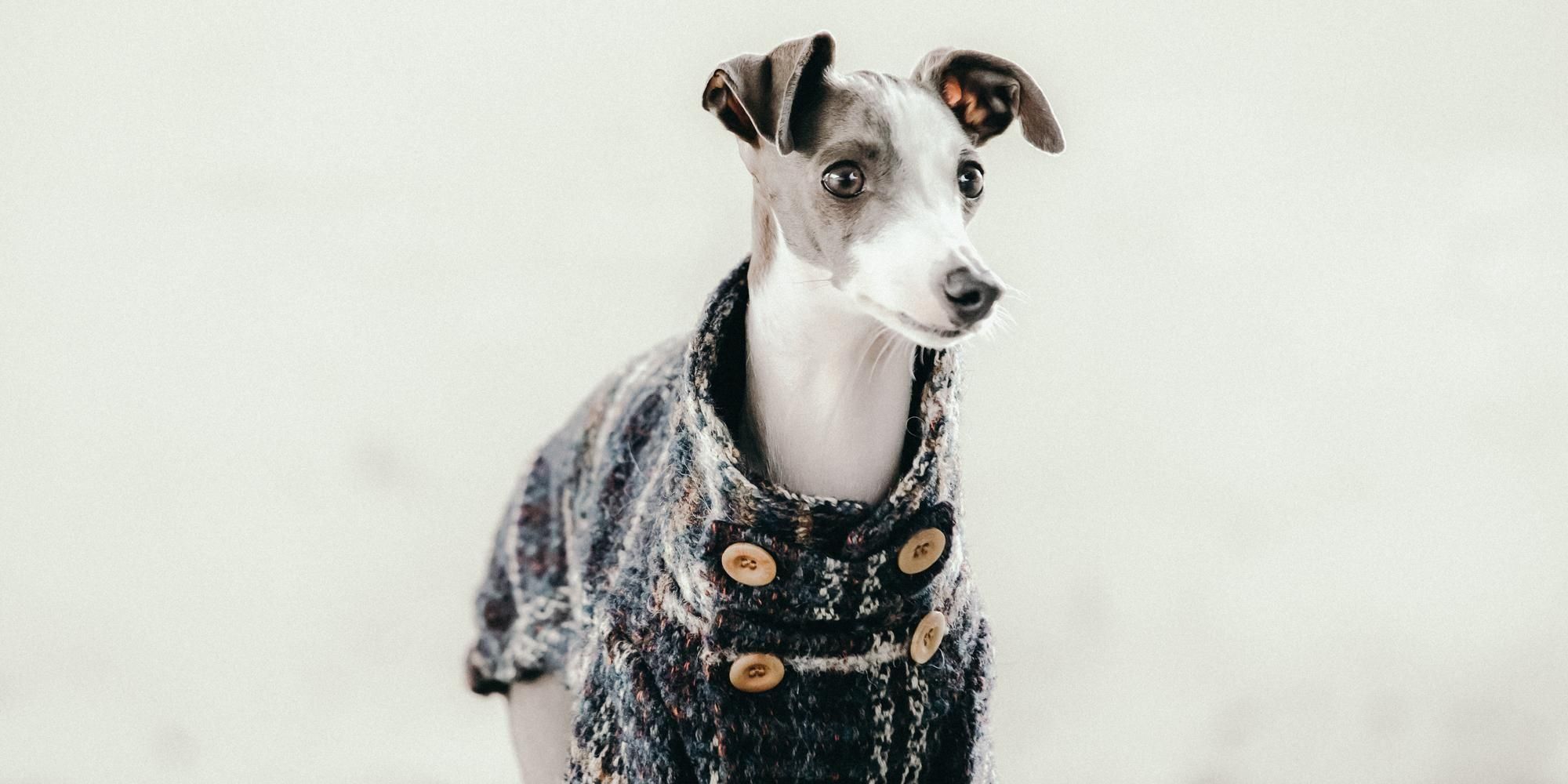 イタグレ / ウィペット服 SOIMA | ソイーマ