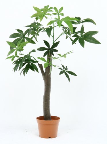 観葉植物 パキラ 朴の木タイプ