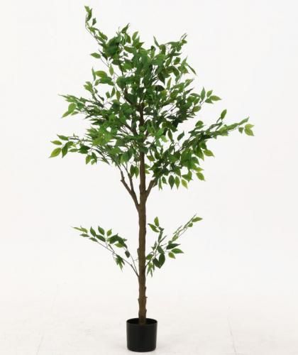 [C/D:41123] ե꡼ ե  祤