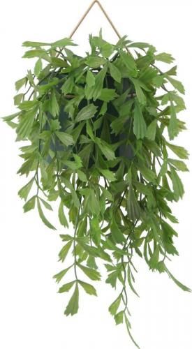 [C/D:41124] ե꡼ 㥯䥷 ϥ󥮥