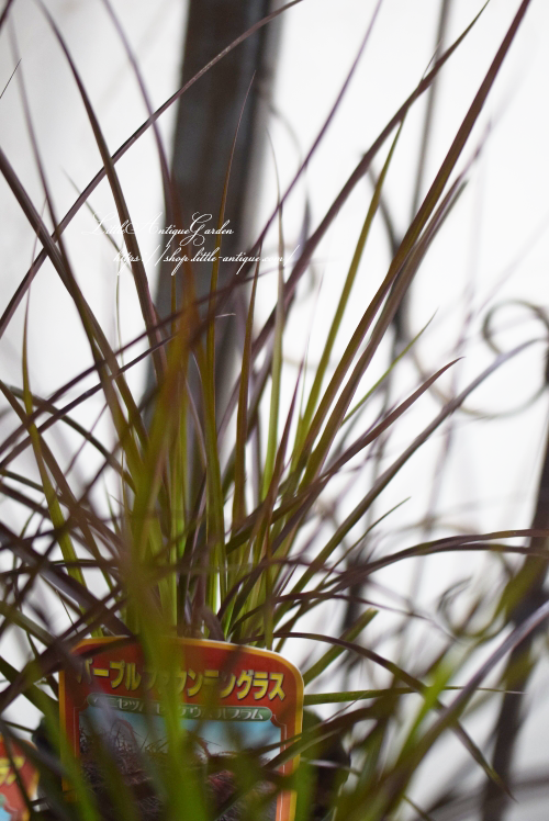 ペニセタム・パープルファウンテングラス- LittleAntiqueGarden ペニセタム・パープルファウンテングラス- LittleAntiqueGarden