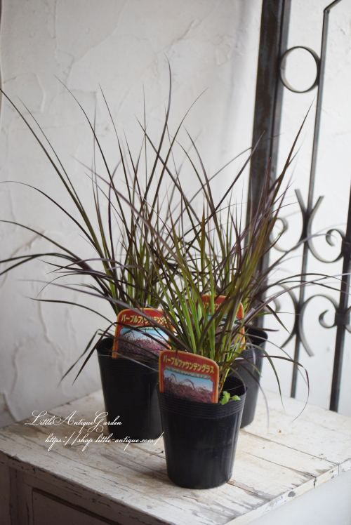 ペニセタム・パープルファウンテングラス- LittleAntiqueGarden ペニセタム・パープルファウンテングラス- LittleAntiqueGarden