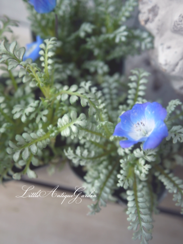 見元園芸オリジナルネモフィラ プラチナスカイ Little Antique Garden リトル アンティークガーデン