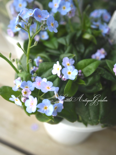 ピンクからブルーに変わる 宿根する大輪忘れな草 ミオソティス ミオマルク Little Antique Garden リトル アンティークガーデン ピンクからブルーに変わる 宿根する大輪忘れな草 ミオソティス ミオマルク Little Antique Garden リトル アンティークガーデン