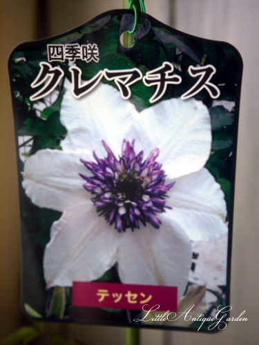 原種クレマチス テッセン Littleantique Garden リトルアンティーク ガーデン