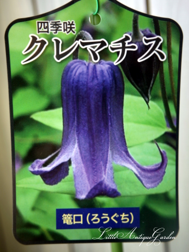 クレマチス ロウグチ Littleantique Garden リトルアンティーク ガーデン
