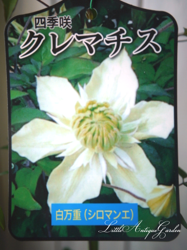 クレマチス 白万重 Littleantique Garden リトルアンティーク ガーデン クレマチス 白万重 Littleantique Garden リトルアンティーク ガーデン
