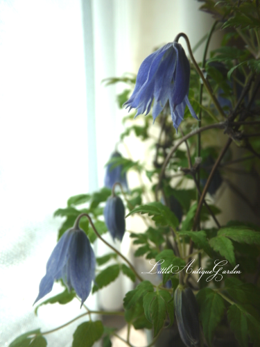 クレマチス「ウェッセルトン」 - LittleAntique*Garden~リトル クレマチス「ウェッセルトン」 - LittleAntique*Garden~リトル