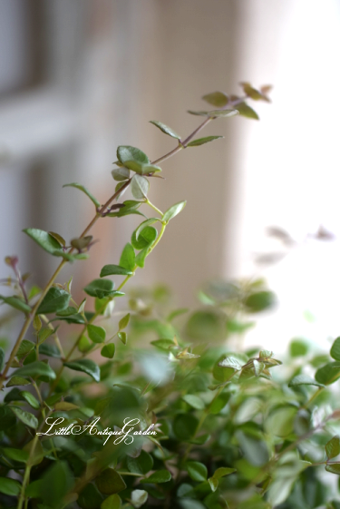 ロニセラ レッドチップ Littleantiquegarden リトルアンティークガーデン