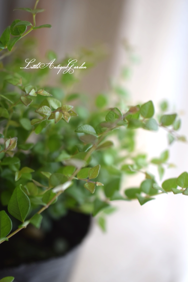 ロニセラ レッドチップ Littleantiquegarden リトルアンティークガーデン ロニセラ レッドチップ Littleantiquegarden リトルアンティークガーデン