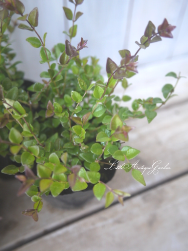 ロニセラ レッドチップ Littleantiquegarden リトルアンティークガーデン ロニセラ レッドチップ Littleantiquegarden リトルアンティークガーデン