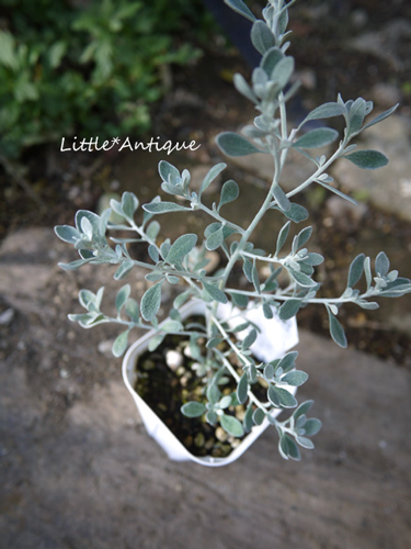寄せ植えに 可愛いシルバーリーフ オレアリア リトルスモーキー Littleantiquegarden リトルアンティークガーデン 寄せ植えに 可愛いシルバーリーフ オレアリア リトルスモーキー Littleantiquegarden リトルアンティークガーデン