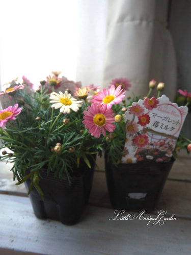 画用紙に描いたような優しいマーガレット 苺ミルク Littleantique Garden リトルアンティーク ガーデン