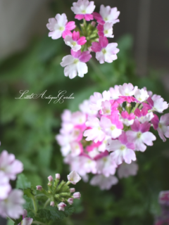 ܷϥС٥ʡ֥ƥ饷꡼<br>뤵˶Ƥ䤹