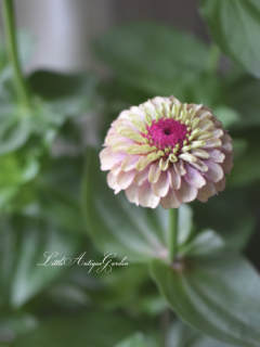 ˥֥饤֥å<br>Ѥꤹ륢ƥ顼