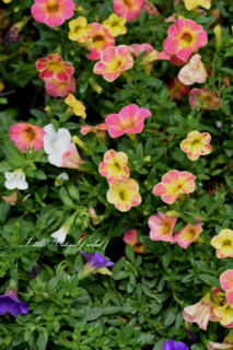 줫ڤ♡<br>ĥò