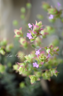 ֥쥬Ρ֥ͥ饤ȡ<br>⤳⤳դäѤİ