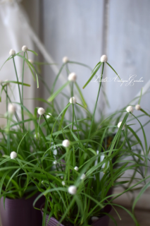 ڥ饹ʥĥꥰˡ֥業ܥ<br>ݥݥΤ֤İ餷