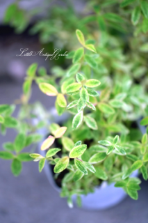 ҥڥꥫ֥ǥ<br>Τ褦ʤդȤͥʷϵ