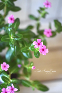 ˾إ˥˥֥ߥ˥ʥġȥ٥꡼ 