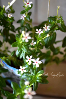 ˾إ˥˥֥ߥ˥ʥġޡ