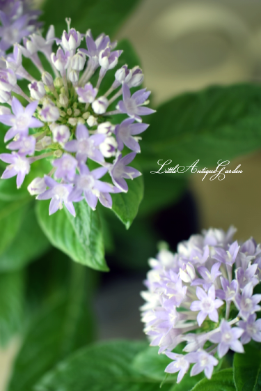 ペンタス「ブルー」 - LittleAntiqueGarden~リトルアンティークガーデン