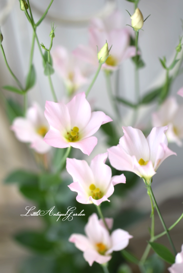 トルコキキョウ シェリー Littleantiquegarden リトルアンティークガーデン