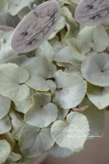 LittleAntiqueGarden～リトルアンティークガーデン～