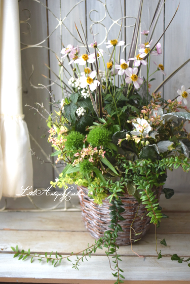 ギャザリング寄せ植え - LittleAntique*Garden~リトル ギャザリング寄せ植え - LittleAntique*Garden~リトル