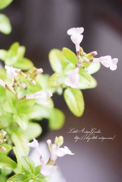 チェリーセージ ムーンライトオーバー Littleantiquegarden リトルアンティークガーデン チェリーセージ ムーンライトオーバー Littleantiquegarden リトルアンティークガーデン