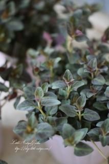 カット苗✨レア✨最高斑✨LadyRose錦♥️ カット苗✨レア✨最高斑✨LadyRose錦♥️