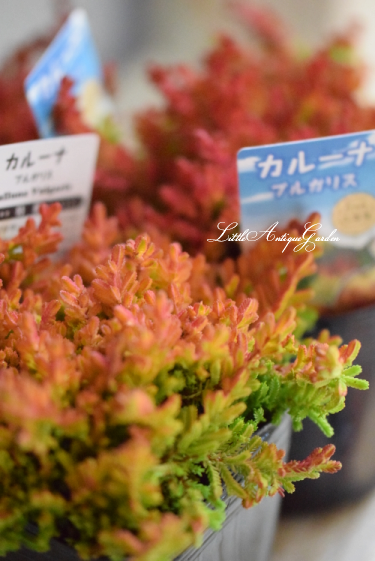 カルーナ ブルガリス Little Antique Garden リトル アンティークガーデン カルーナ ブルガリス Little Antique Garden リトル アンティークガーデン