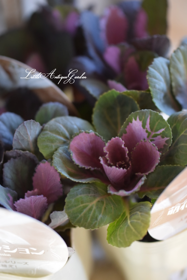 モカ色ハボタン 萌花セッション Littleantiquegarden リトルアンティークガーデン モカ色ハボタン 萌花セッション Littleantiquegarden リトルアンティークガーデン