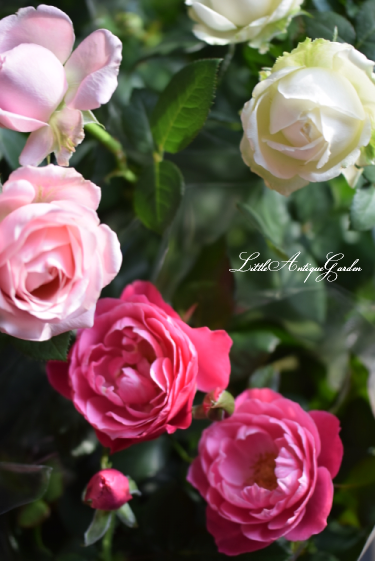 セントラルローズ Little Antique Garden リトル アンティークガーデン セントラルローズ Little Antique Garden リトル アンティークガーデン