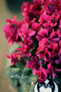 Ȭź饷֥⡦ޥ<br>Ρðۤβա<br>եȤ˻ľ♡