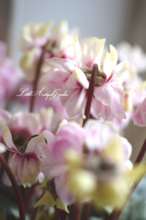ƥ♡<br>֥ե꡼Хӡ