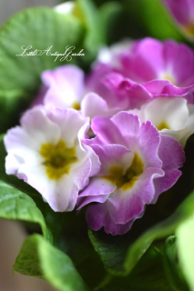ץ顦ꥢ֥졼ץѥåȡ<br>餭Ϥϥۥ磻♡Ѥ♡