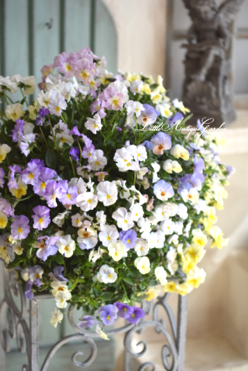 寄せ植えハンギングバスケット Littleantique Garden リトルアンティーク ガーデン 寄せ植えハンギングバスケット Littleantique Garden リトルアンティーク ガーデン