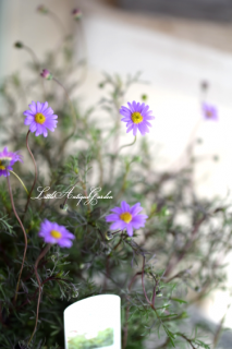 ֥饭֥ѡץ륹ƥ<br>åƼդͲİ