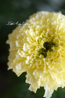 ޥ꡼ɡ֥Х˥<br>ä⤳#9825;<br>ʪΤԤ