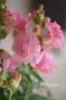 󥮥祽֥ȥˡ<br>ءȬź餭♡