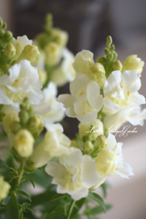 󥮥祽֥ȥˡۥ磻ȡ<br>ءȬź餭♡