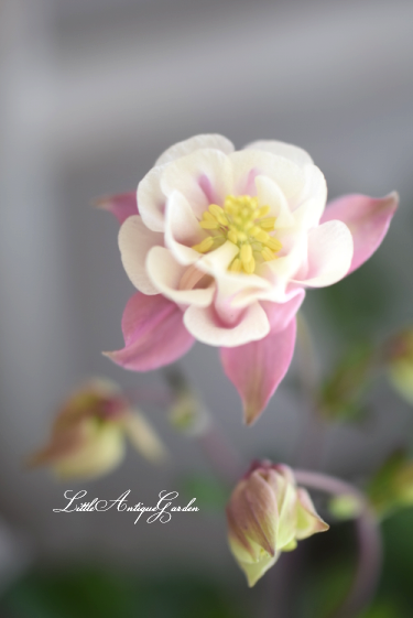 オダマキ ウィンキー ダブルピンク Littleantique Garden リトルアンティーク ガーデン