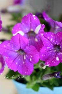 ڥ˥֥󥹥ƥ졼󡦥ߥˡ