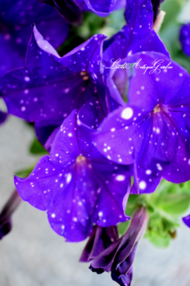 ڥ˥֥󥹥ƥ졼󡦥르