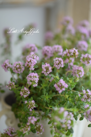 クリーピングタイム Littleantique Garden リトルアンティーク ガーデン