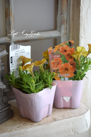 ゲブラさんのペチュニア オレンジneo Little Antique Garden リトル アンティークガーデン ゲブラさんのペチュニア オレンジneo Little Antique Garden リトル アンティークガーデン