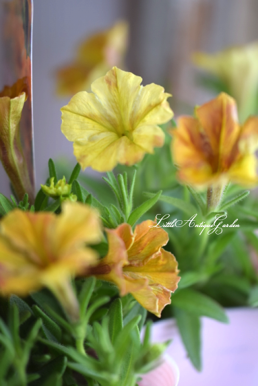 ゲブラさんのペチュニア オレンジneo Little Antique Garden リトル アンティークガーデン ゲブラさんのペチュニア オレンジneo Little Antique Garden リトル アンティークガーデン